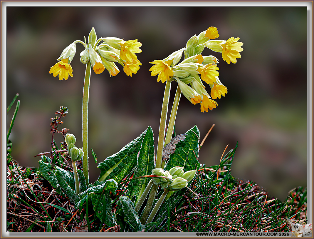 Primev&egrave;res &eacute;lev&eacute;es